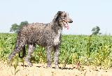 LEVRIER ECOSSAIS - SCOTTISH DEERHOUND